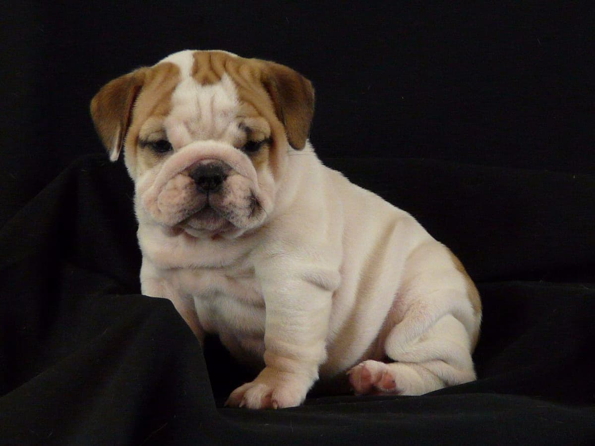 Bulldog Puppies- Reds and Fawns, Too Cute! breeder image 5