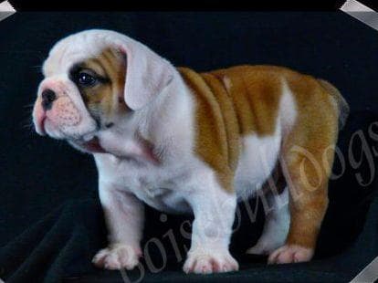 Bulldog Puppies- Reds and Fawns, Too Cute! breeder image 9