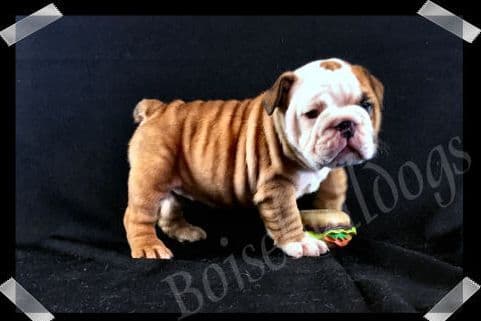 Bulldog Puppies- Reds and Fawns, Too Cute! breeder image 21
