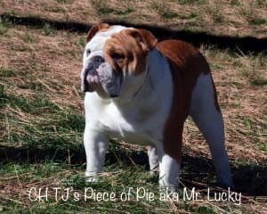 Bulldog Puppies- Reds and Fawns, Too Cute! breeder image 6