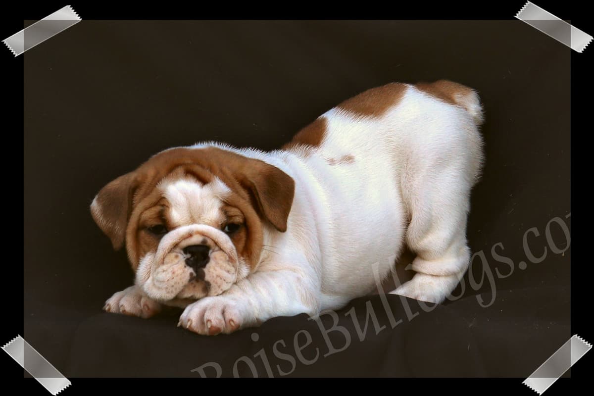 Bulldog Puppies- Reds and Fawns, Too Cute! breeder image 3