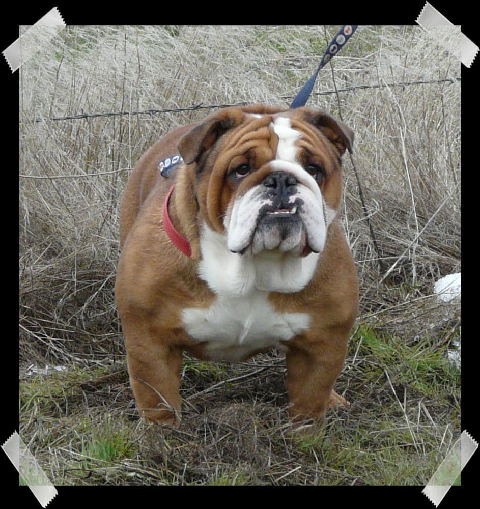 Bulldog Puppies- Reds and Fawns, Too Cute! breeder image 23