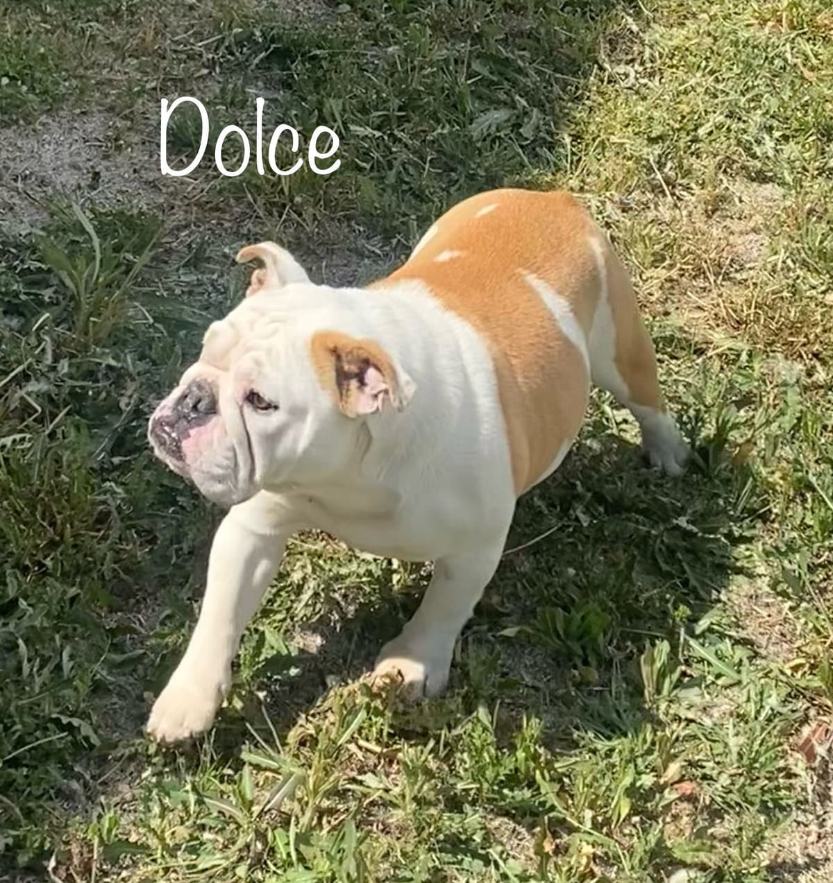Bulldog Puppies- Reds and Fawns, Too Cute! breeder image 24
