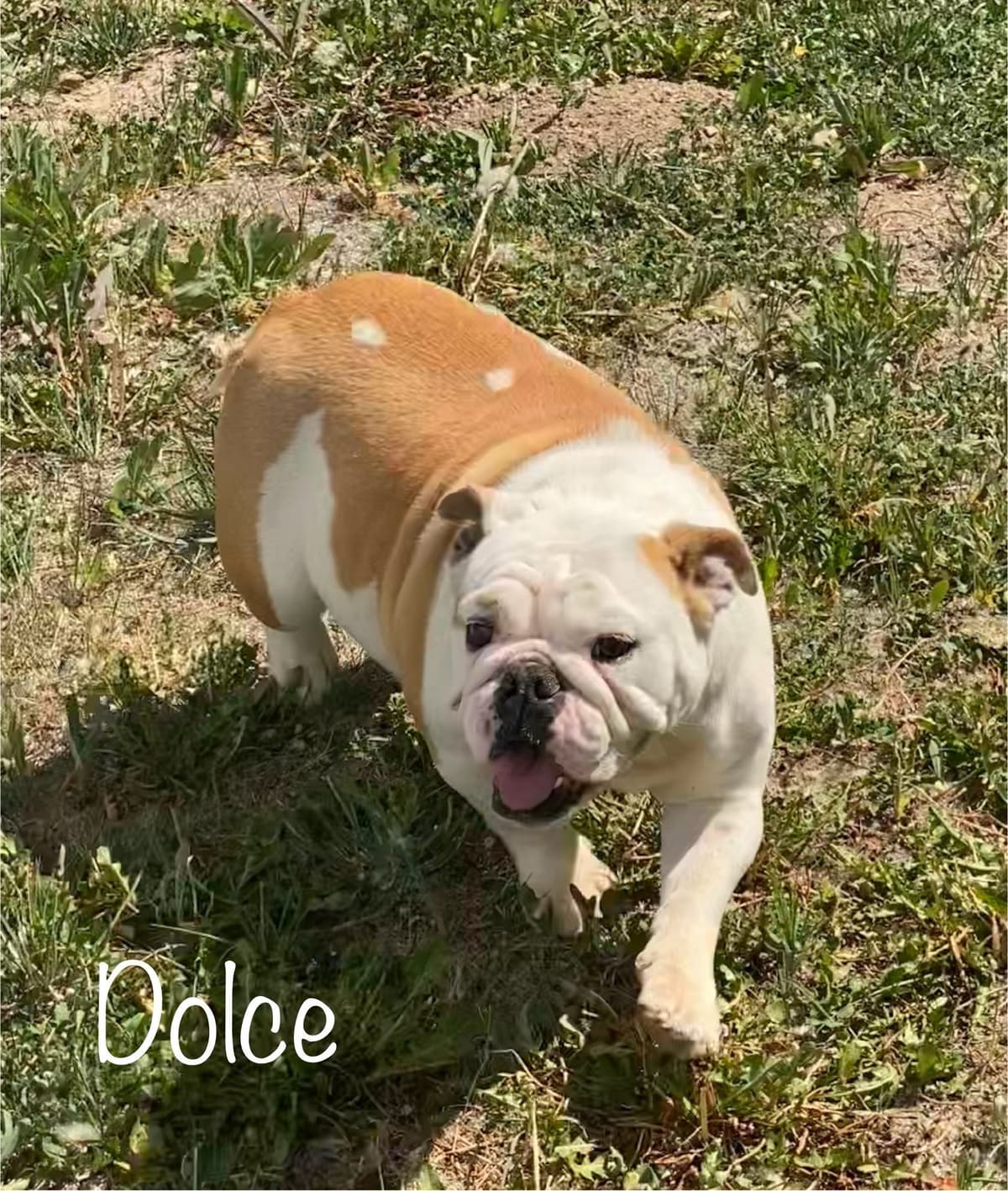 Bulldog Puppies- Reds and Fawns, Too Cute! breeder image 25