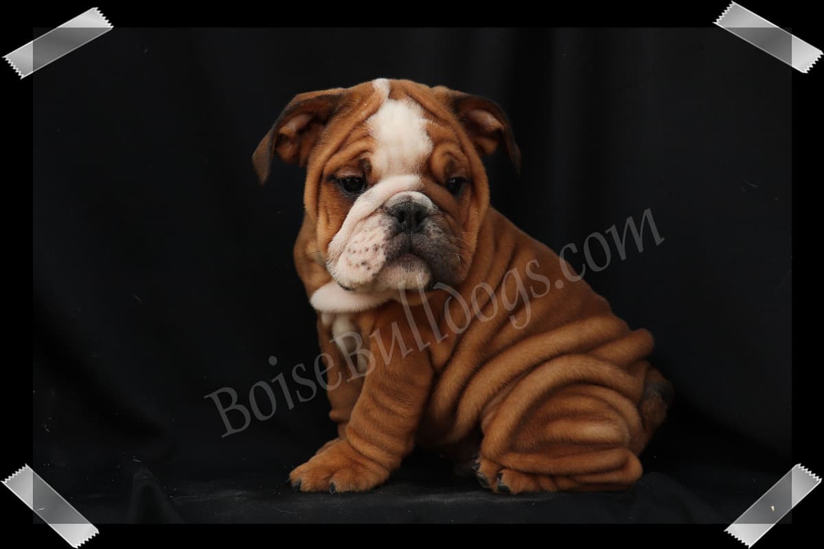 Bulldog Puppies- Reds and Fawns, Too Cute! breeder image 8