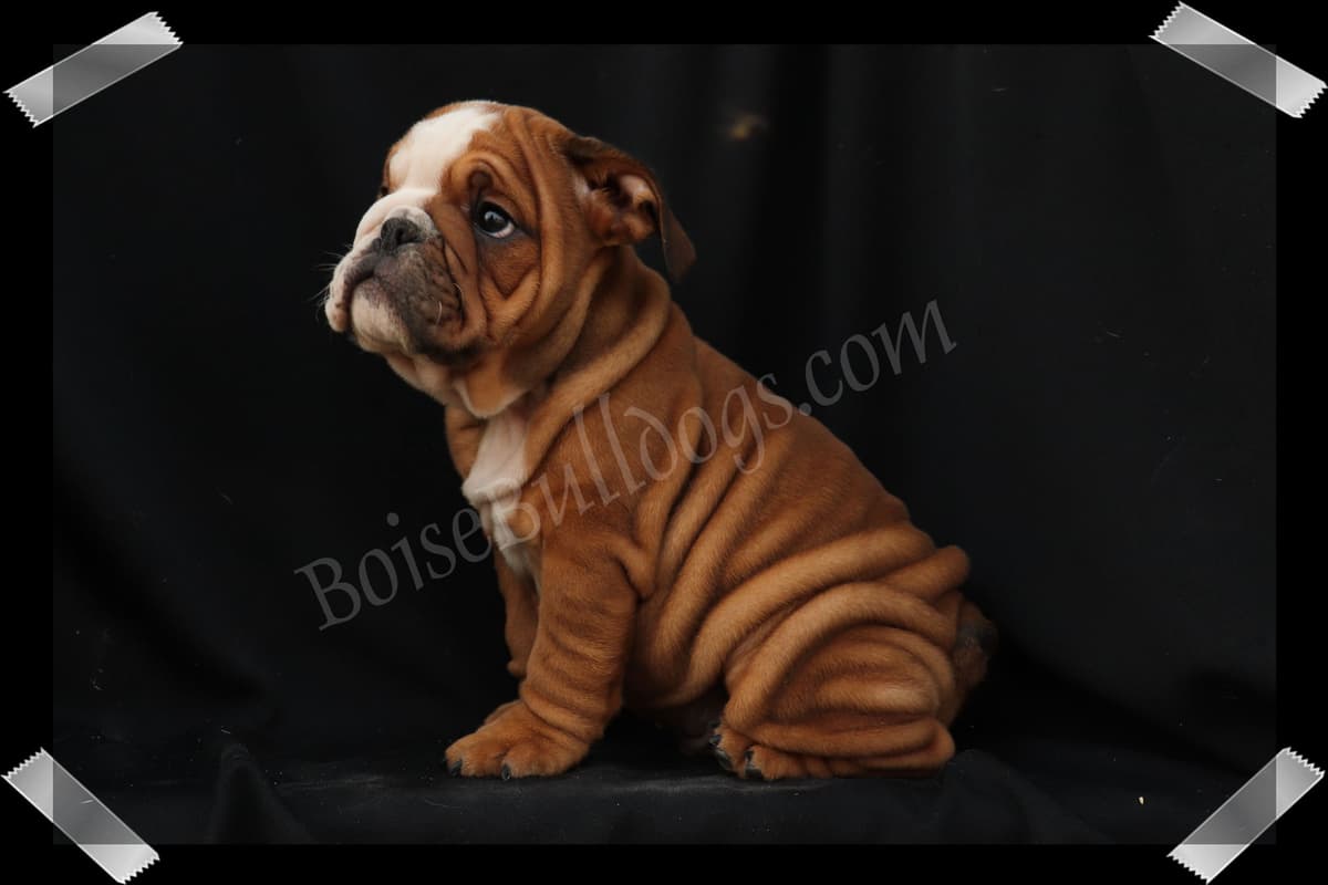 Bulldog Puppies- Reds and Fawns, Too Cute! breeder image 28