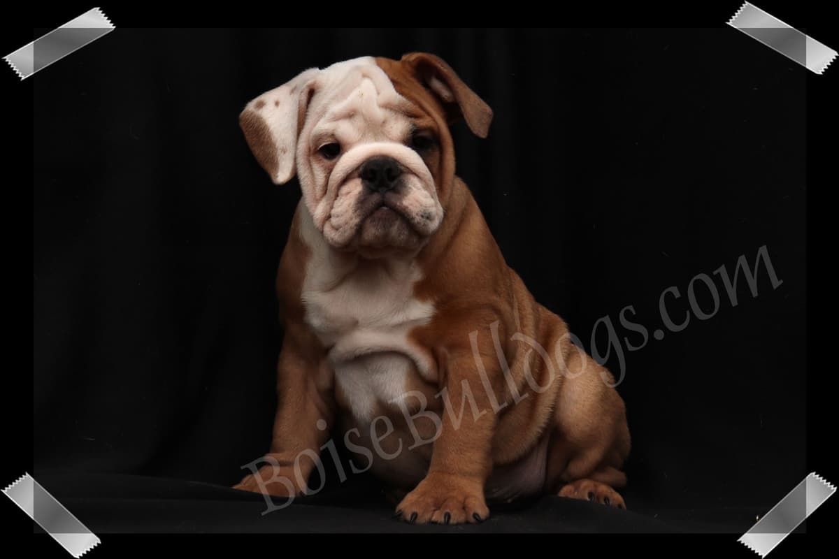 Bulldog Puppies- Reds and Fawns, Too Cute! breeder image 2