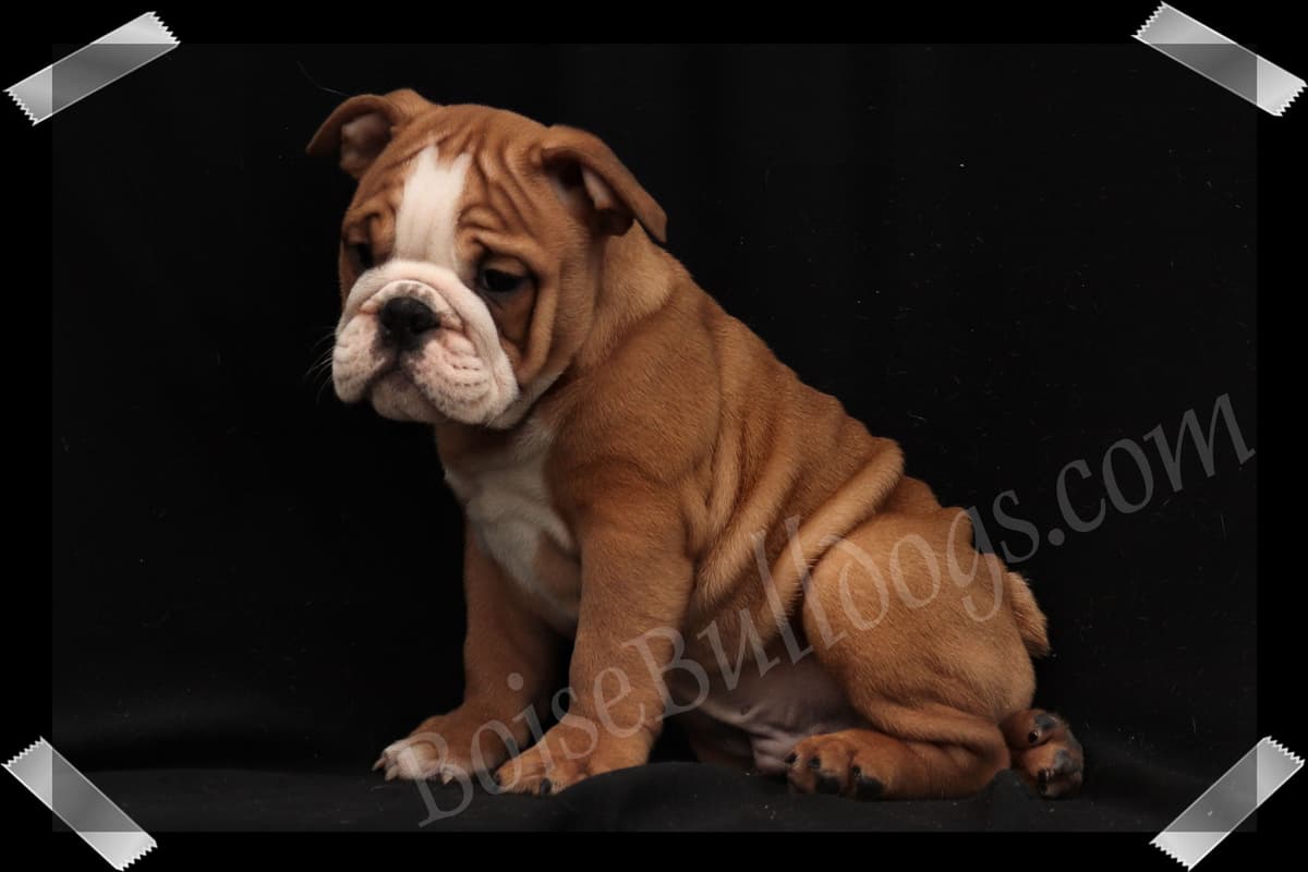 Bulldog Puppies- Reds and Fawns, Too Cute! breeder image 30