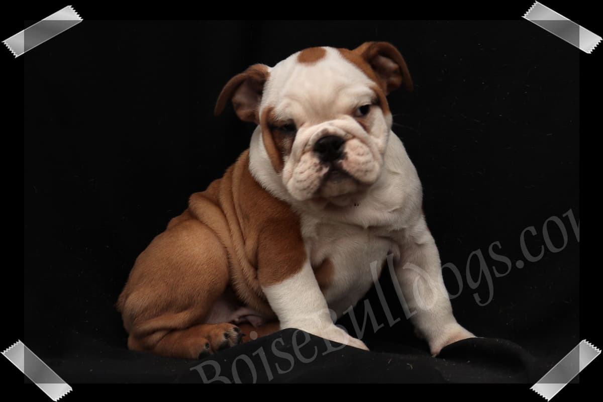 Bulldog Puppies- Reds and Fawns, Too Cute! breeder image 31