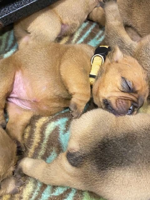 Bulldog Puppies- Reds and Fawns, Too Cute! media 2