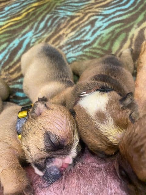 Bulldog Puppies- Reds and Fawns, Too Cute! media 4