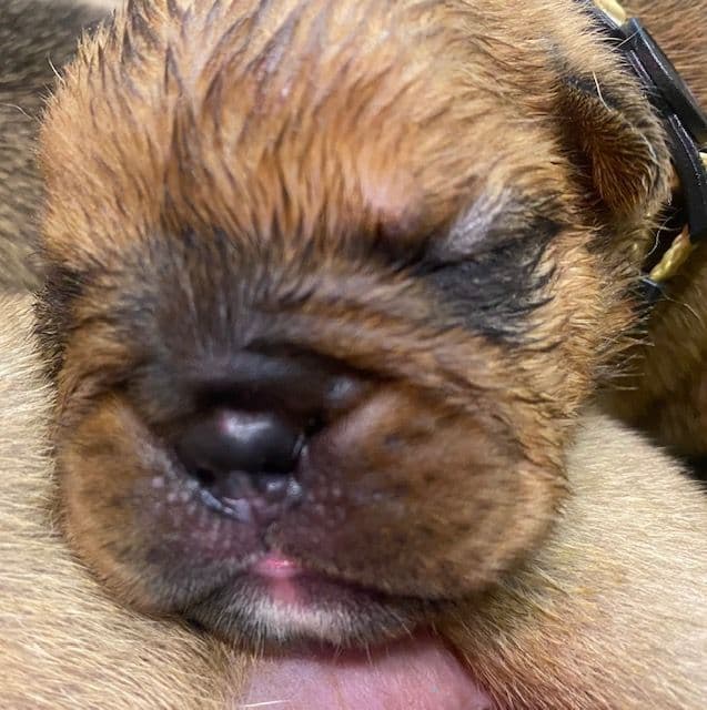Bulldog Puppies- Reds and Fawns, Too Cute! media 3