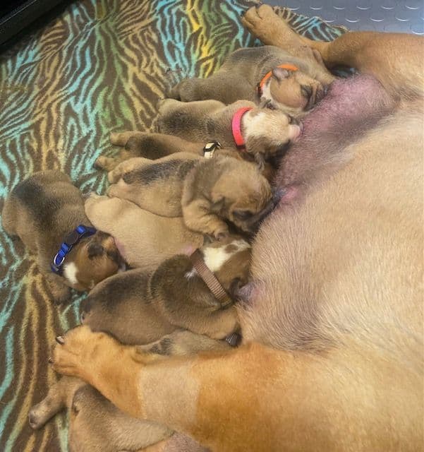 Bulldog Puppies- Reds and Fawns, Too Cute! media 5