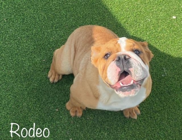 Bulldog Puppies- Reds and Fawns, Too Cute! media 6