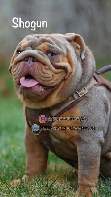 Bulldog Puppies- Reds and Fawns, Too Cute! media 8
