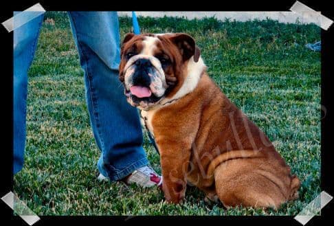 Bulldog Puppies- Reds and Fawns, Too Cute! media 10