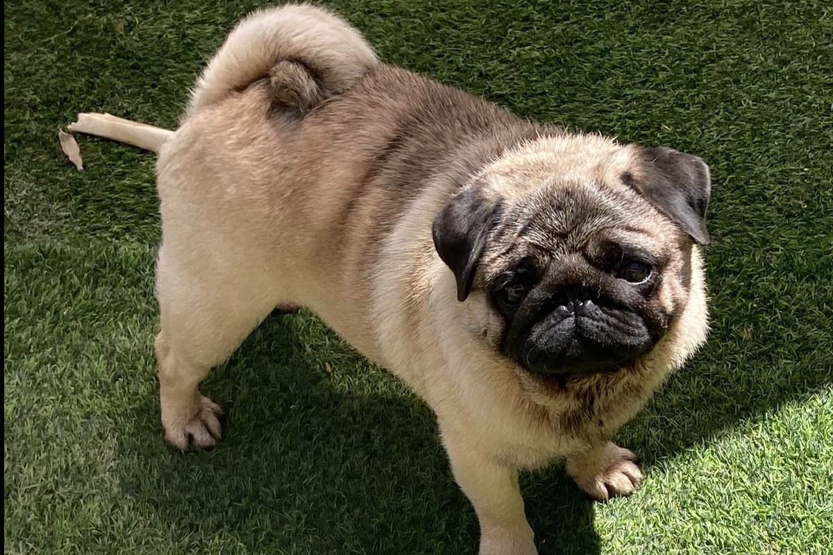 Pug Puppies breeder image 1