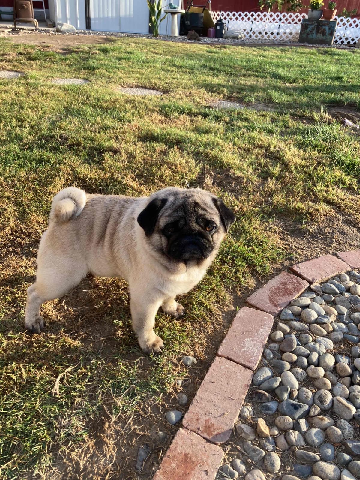 Pug Puppies breeder image 2