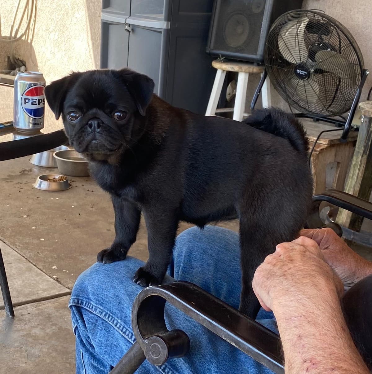 Pug Puppies breeder image 5