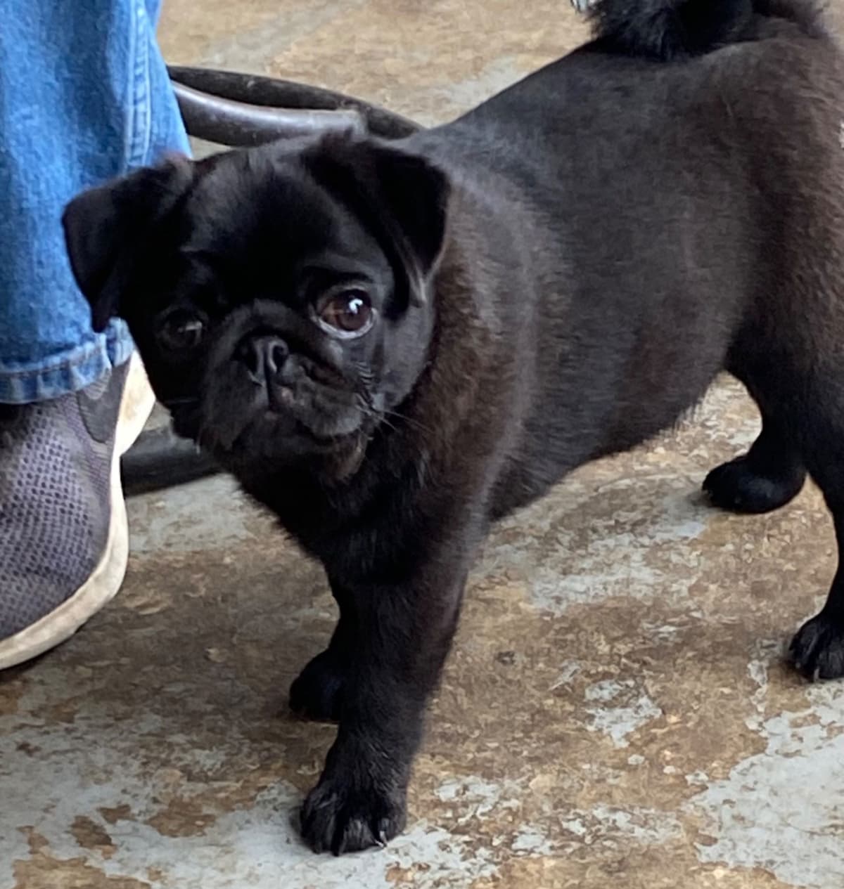 Pug Puppies breeder image 6