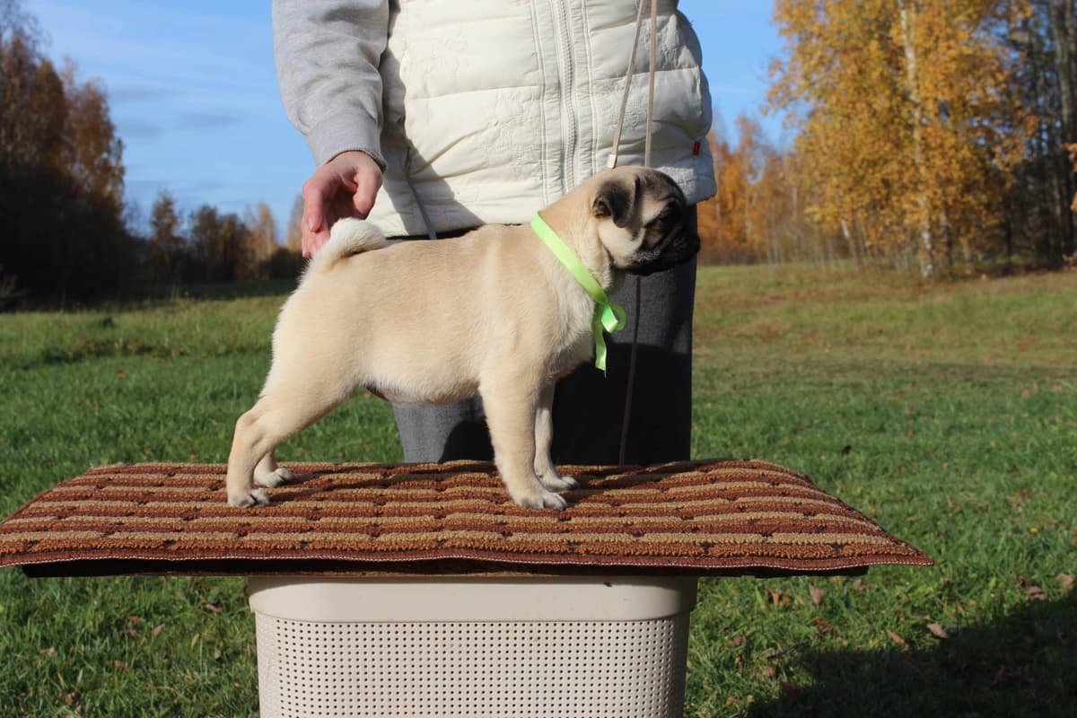Pug Puppies breeder image 7