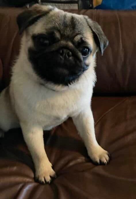 Pug Puppies breeder image 8
