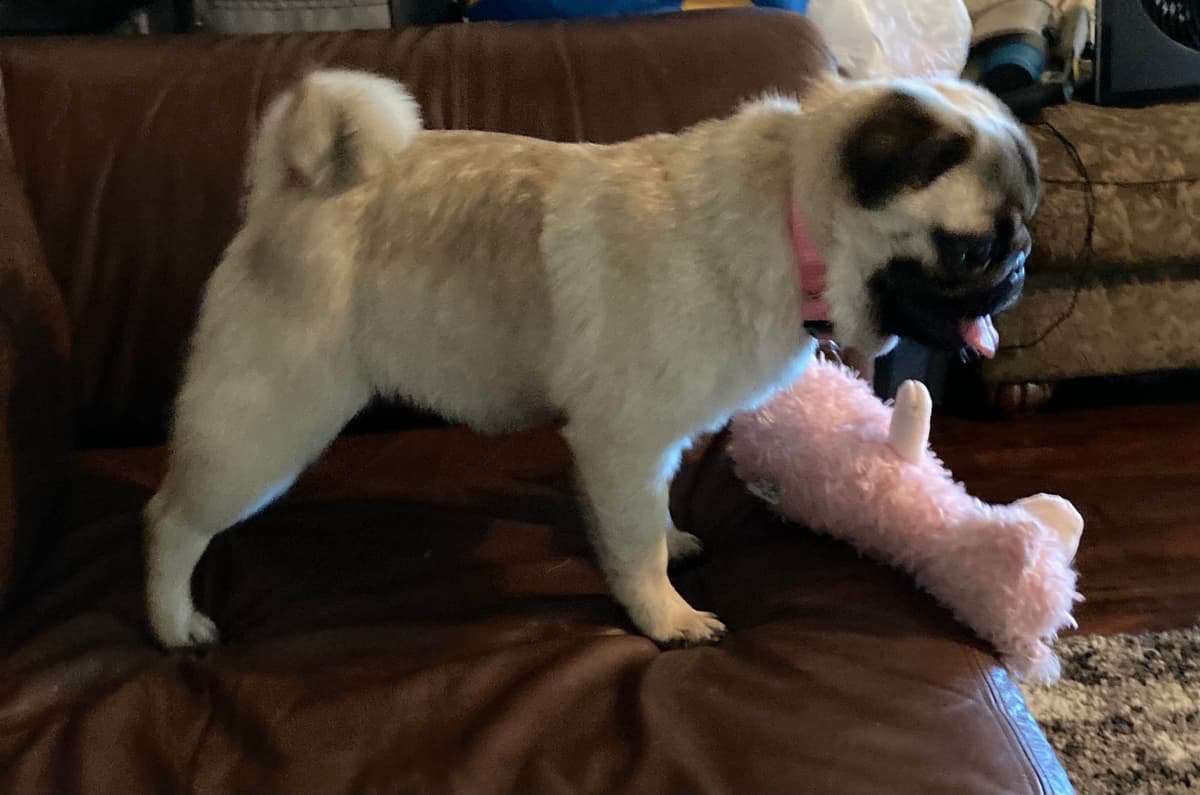 Pug Puppies breeder image 9