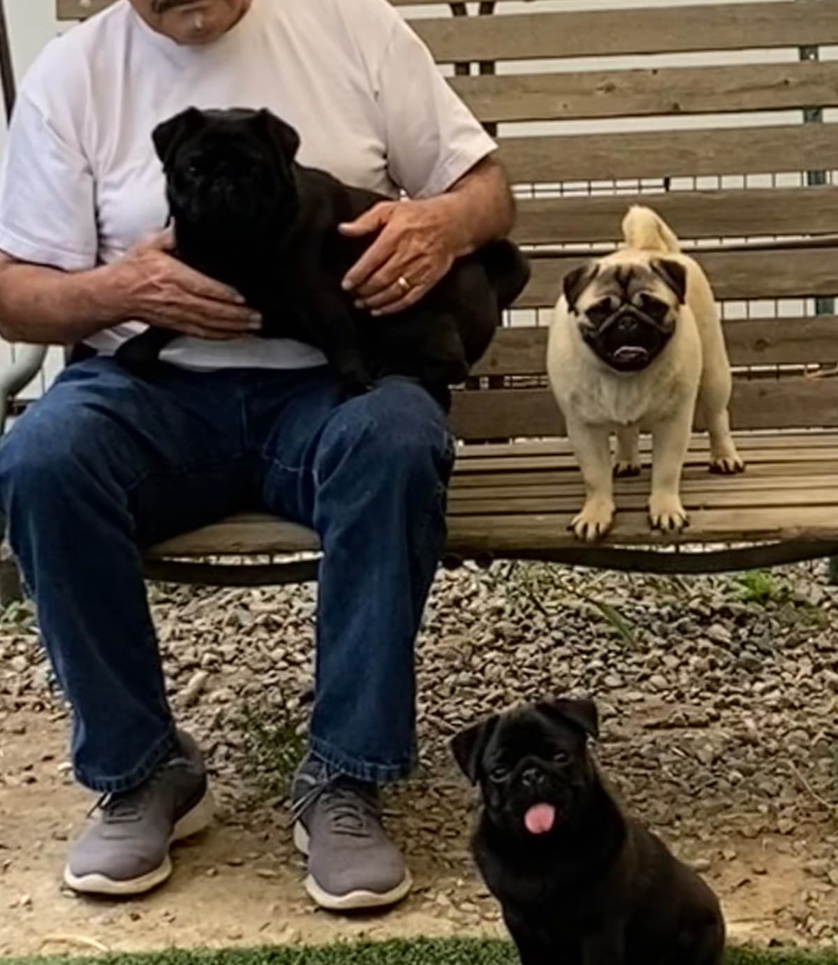 Pug Puppies breeder image 10