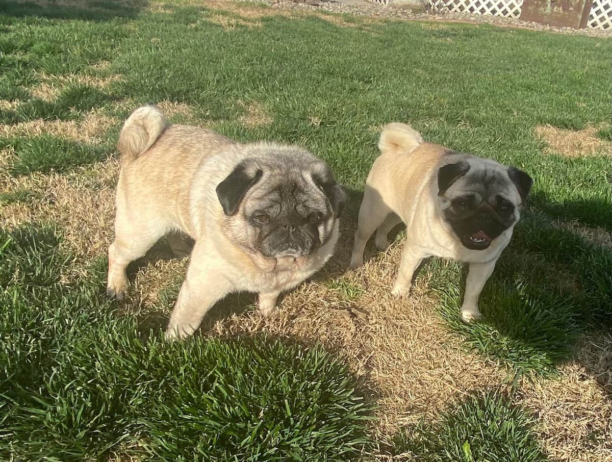 Pug Puppies breeder image 11