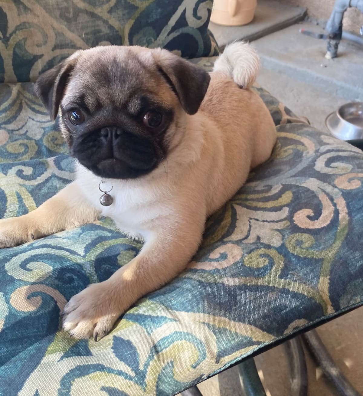Pug Puppies breeder image 12