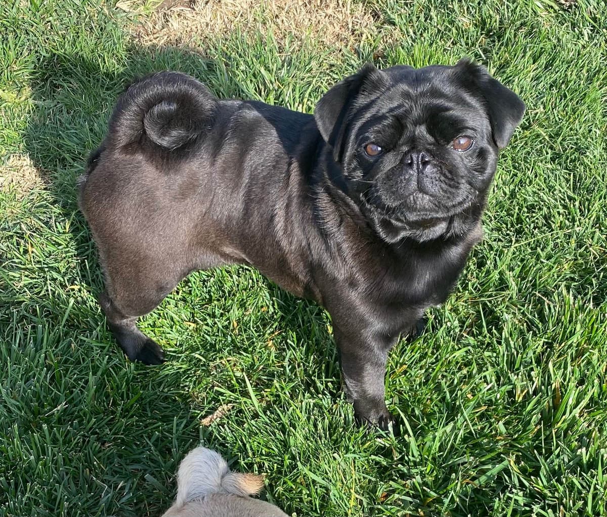 Pug Puppies breeder image 13