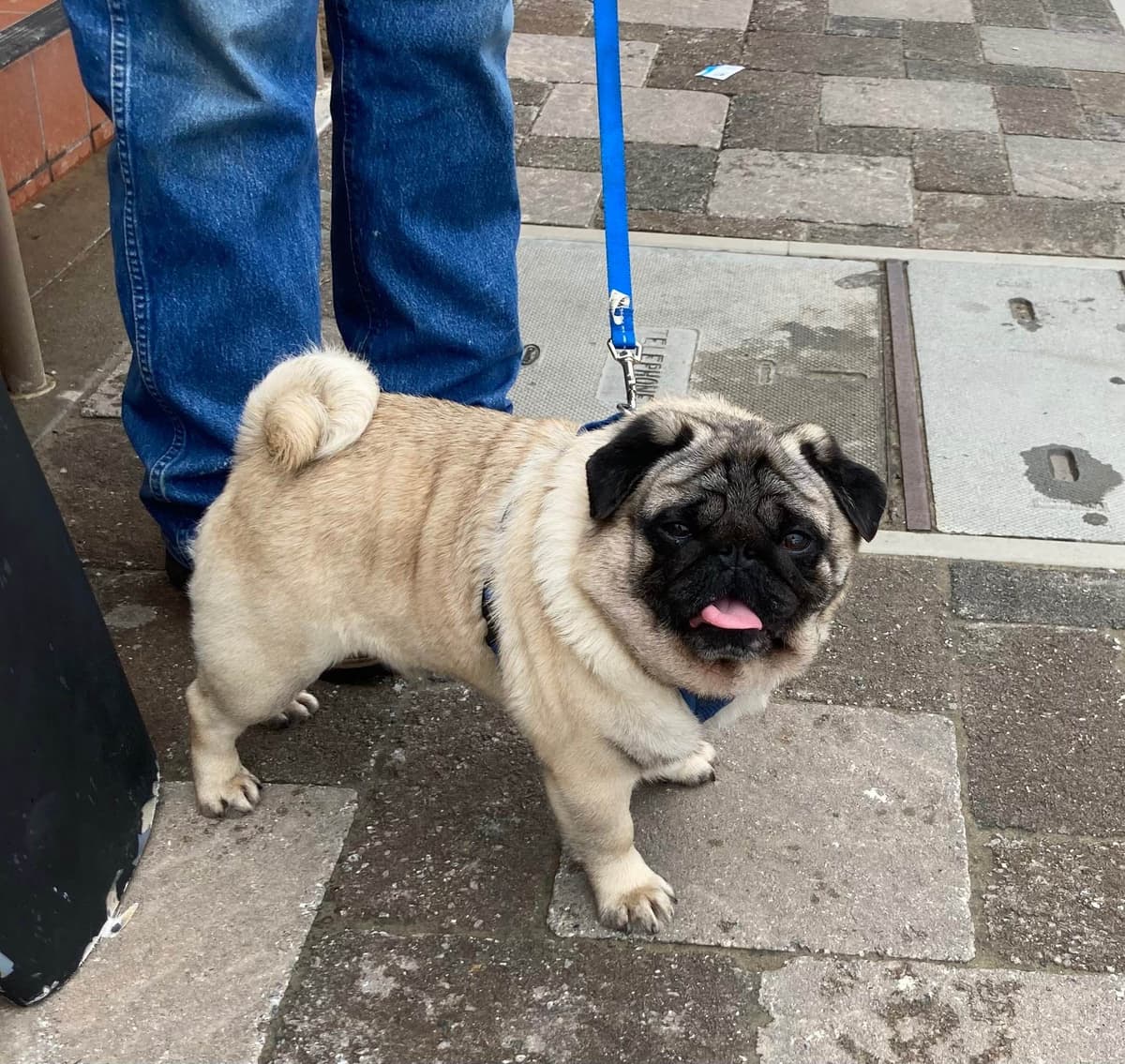 Pug Puppies breeder image 14