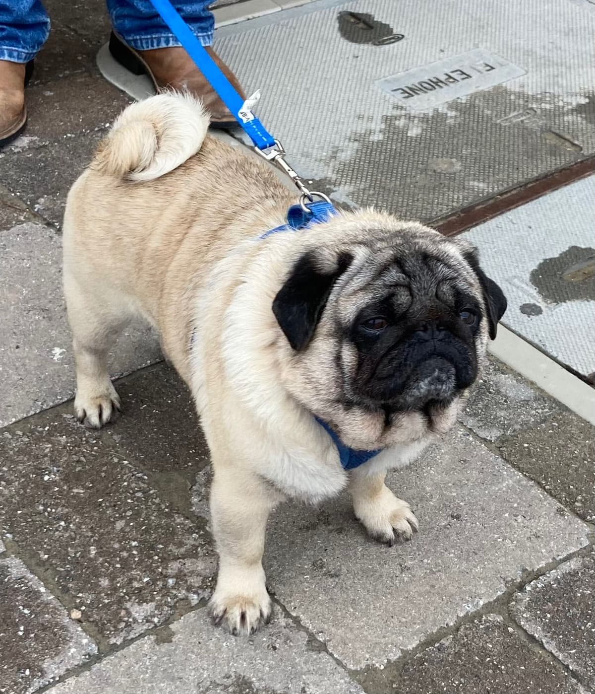 Pug Puppies breeder image 15