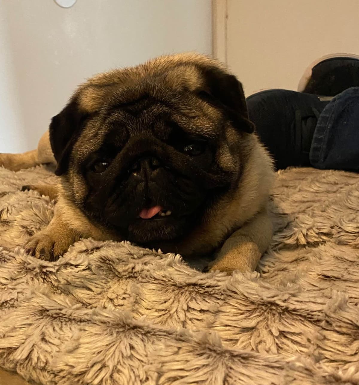 Pug Puppies breeder image 17