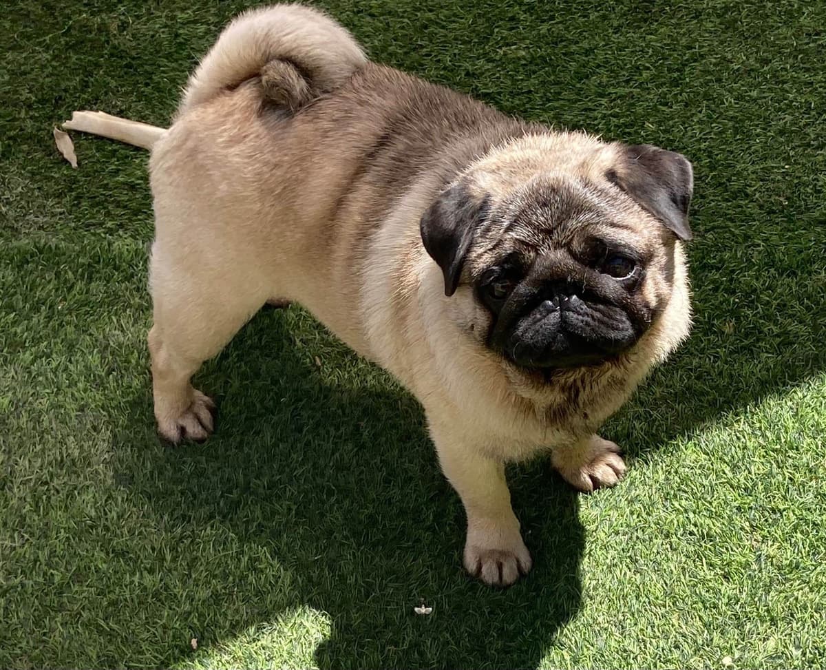 Pug Puppies breeder image 18