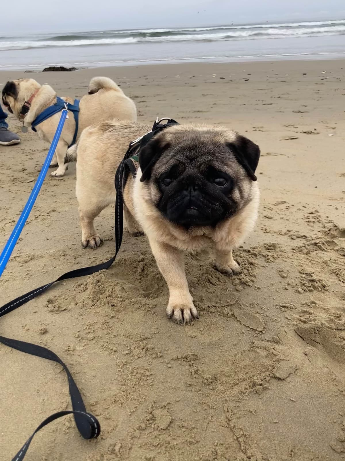 Pug Puppies breeder image 20