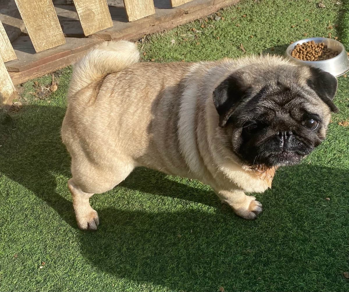 Pug Puppies breeder image 19