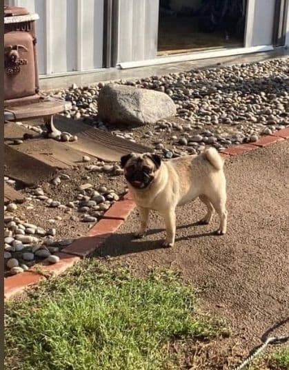 Pug Puppies breeder image 21