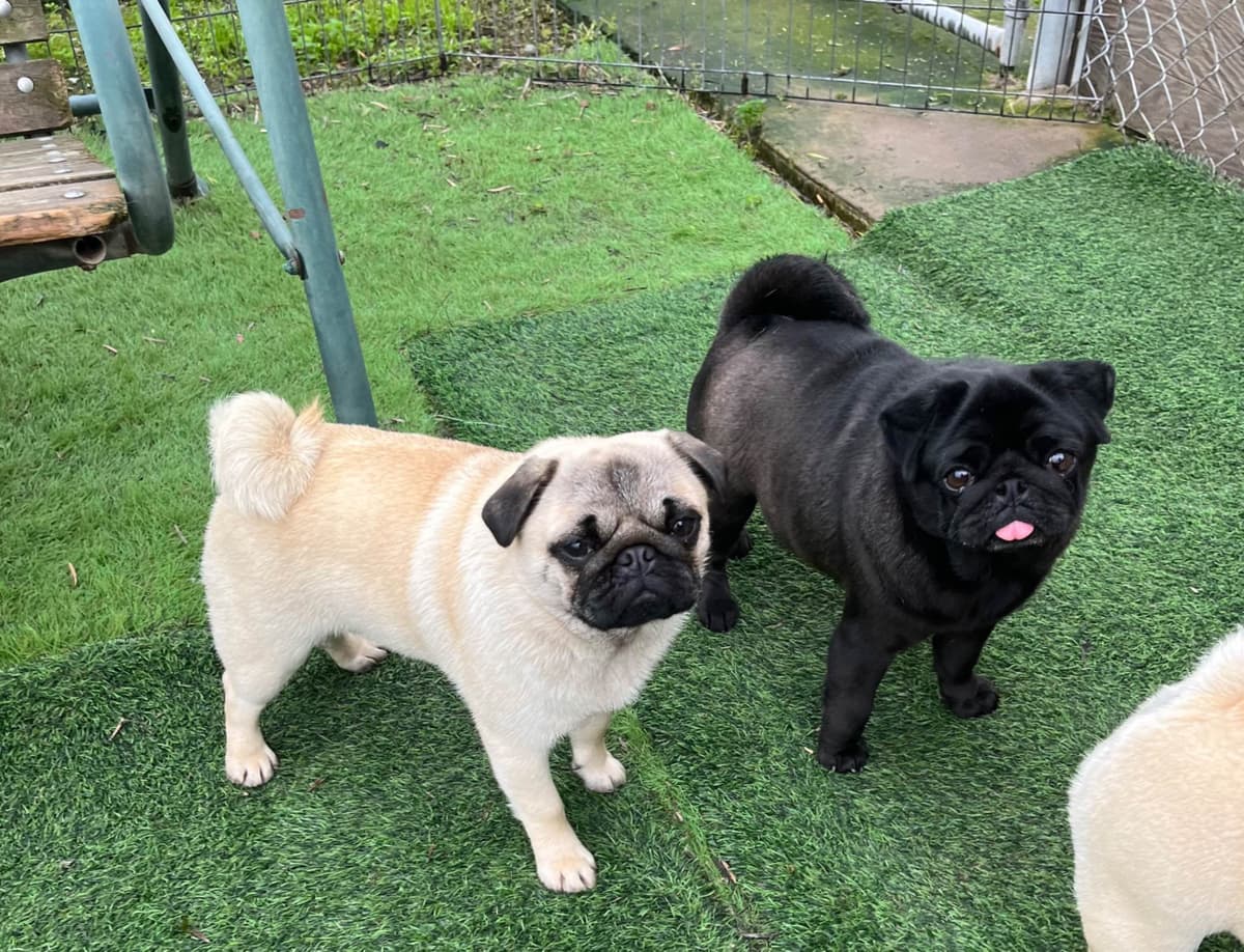 Pug Puppies breeder image 25