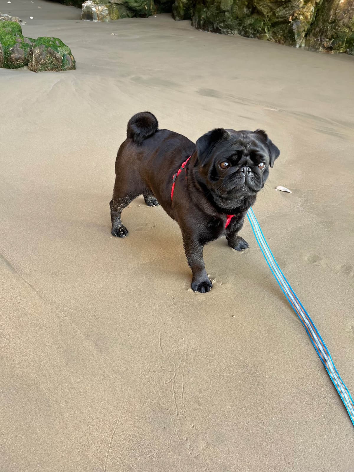 Pug Puppies breeder image 27