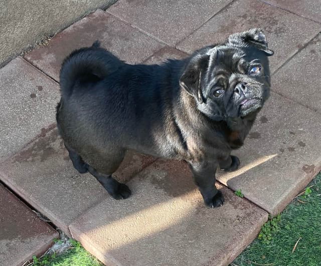 Pug Puppies media 6