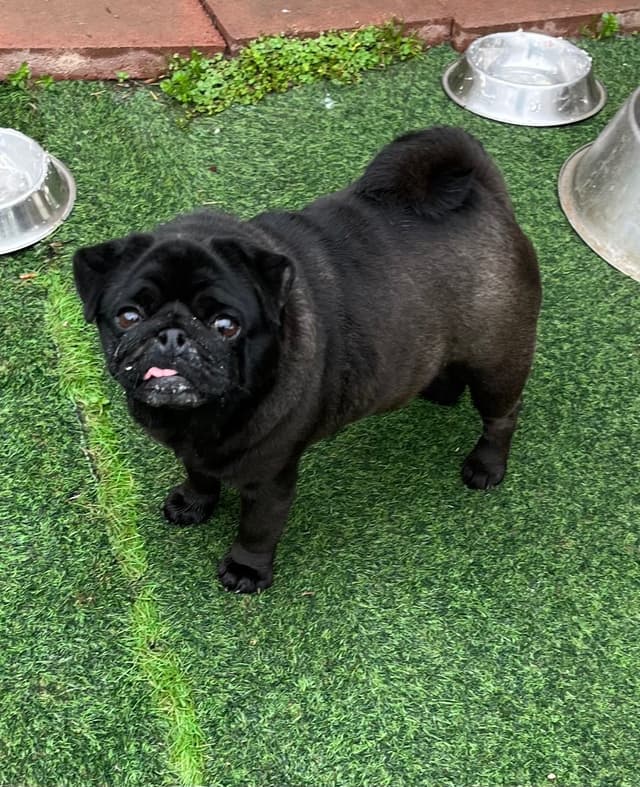 Pug Puppies media 7