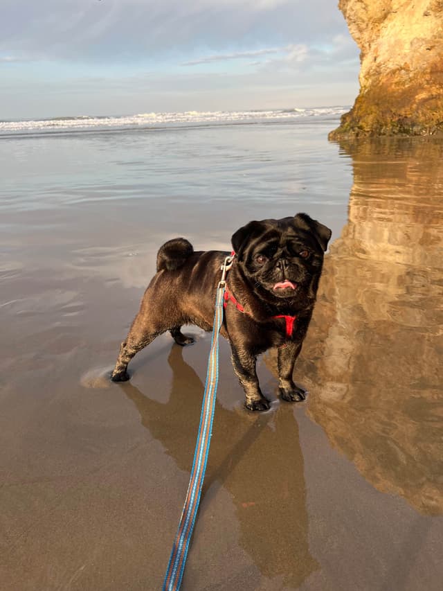 Pug Puppies media 8