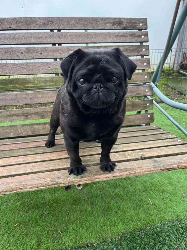 Pug Puppies media 9