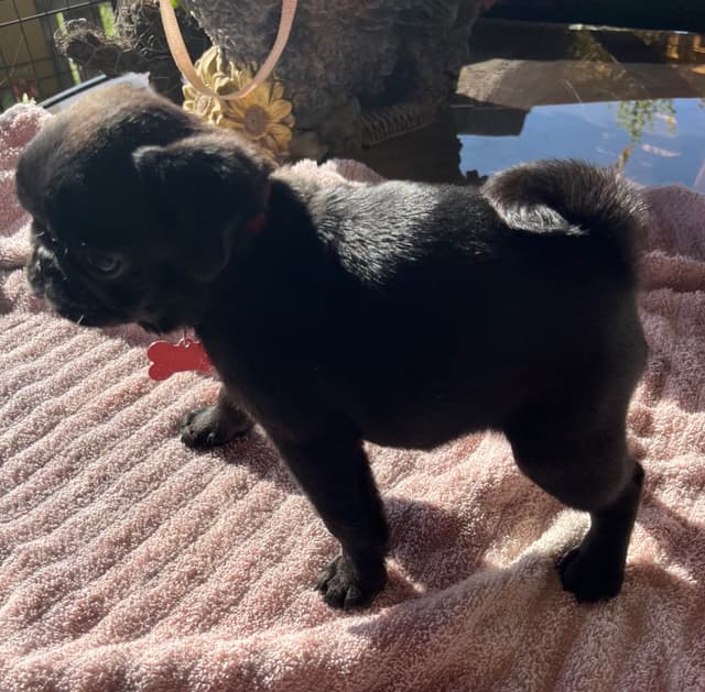 Pug Puppies media 3