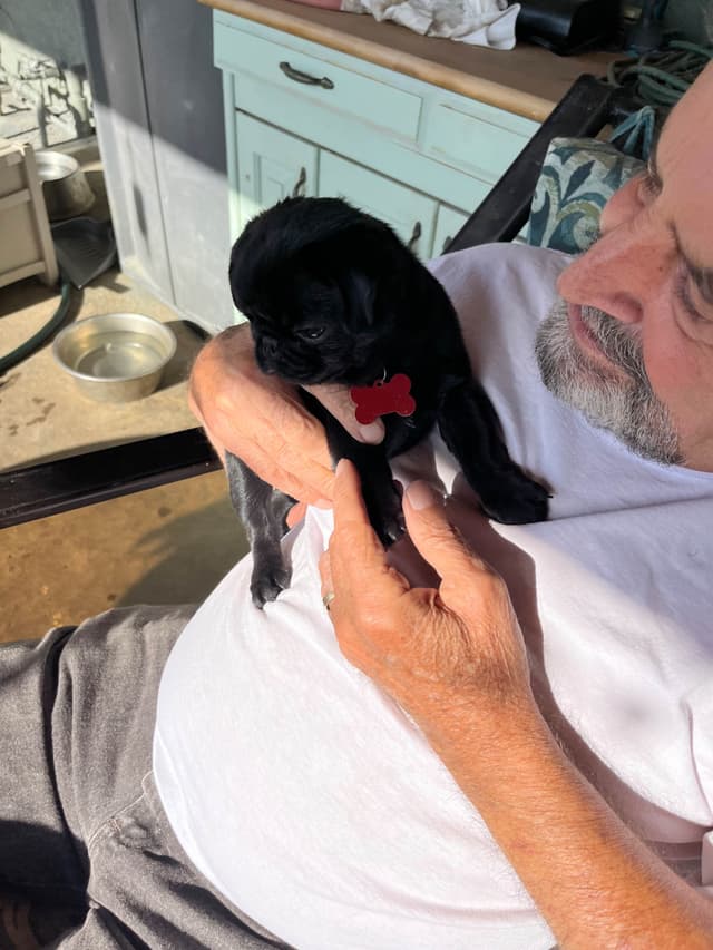 Pug Puppies media 2