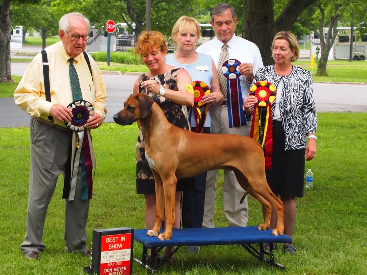 Rhodesian Ridgeback Puppies breeder image 1