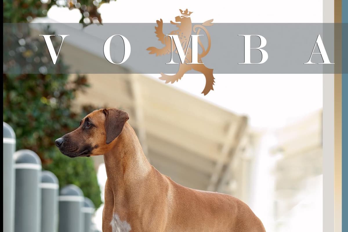 Rhodesian Ridgeback Puppies breeder image 5