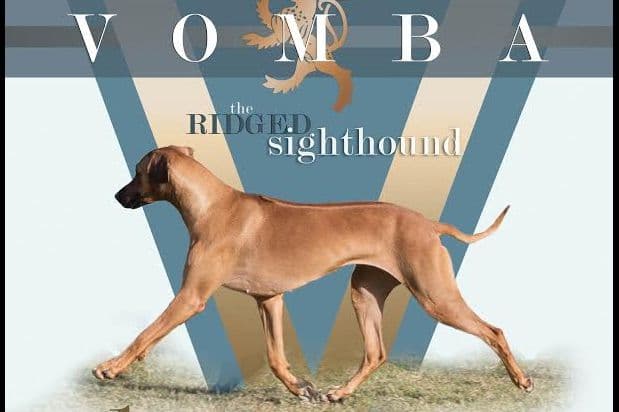 Rhodesian Ridgeback Puppies breeder image 4