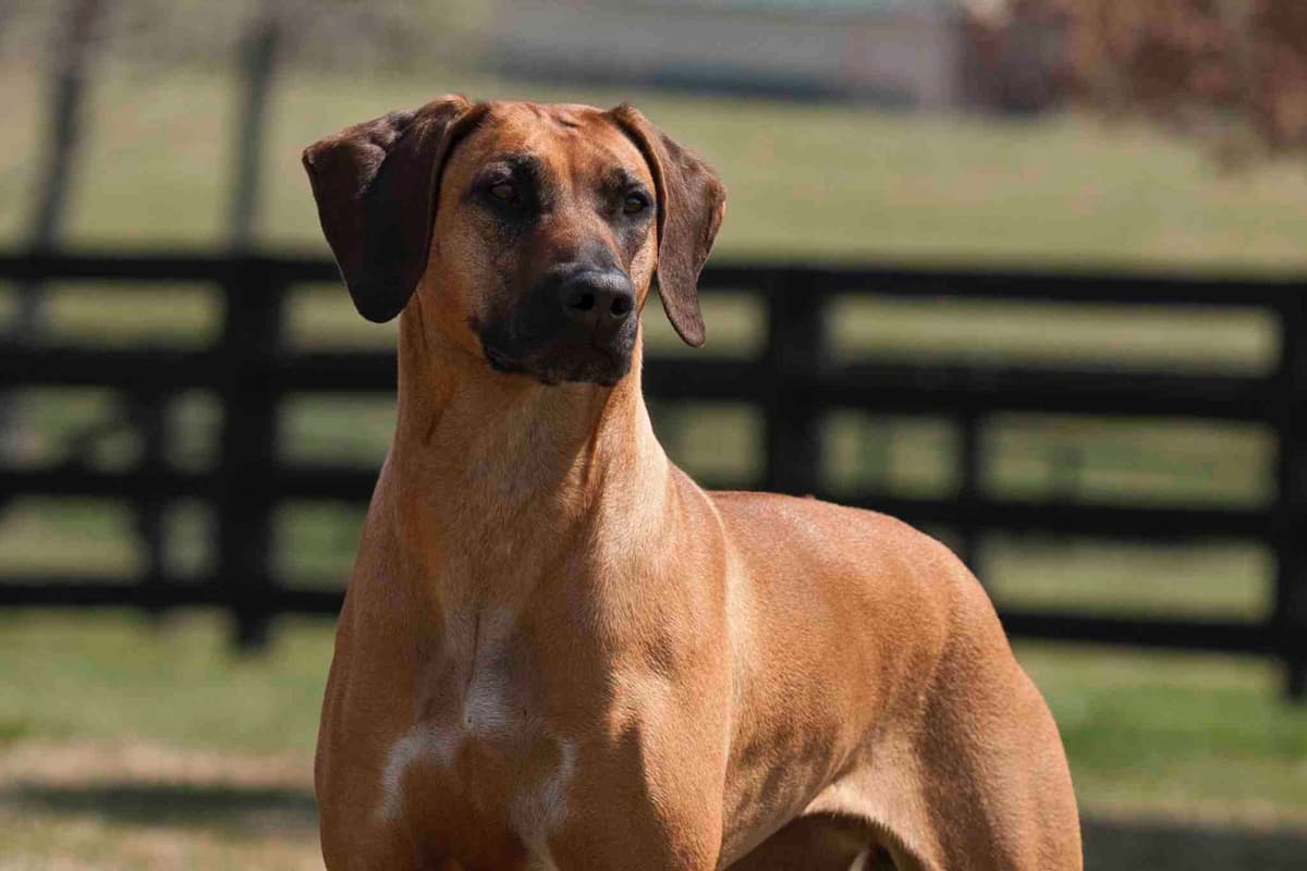 Rhodesian Ridgeback Puppies breeder image 3